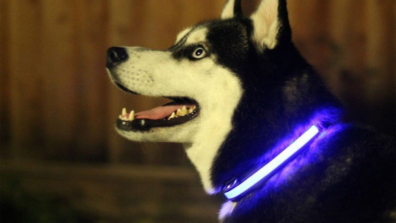 Shine Bright, Stay Safe – LED Light-Up Dog Collar for Ultimate Visibility