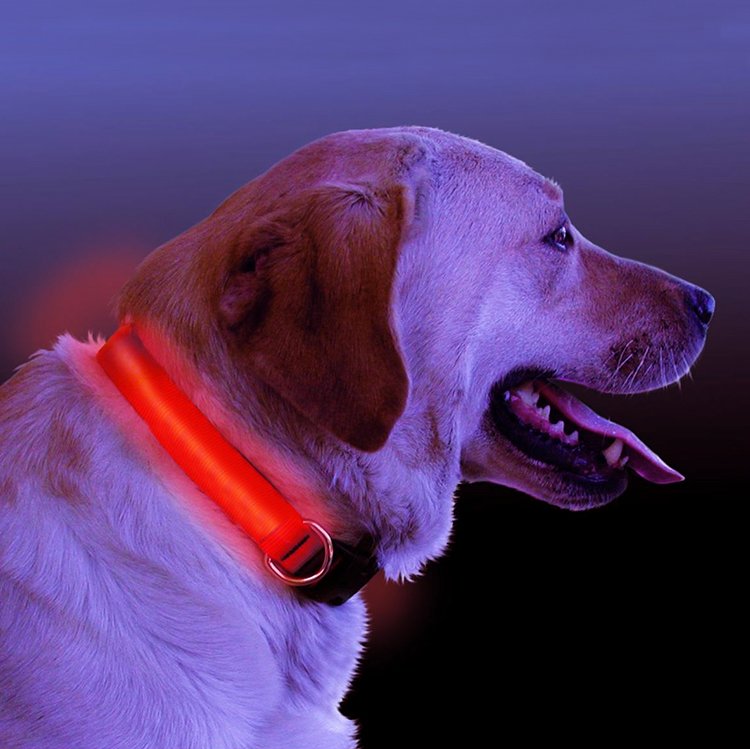 Shine Bright, Stay Safe – LED Light-Up Dog Collar for Ultimate Visibility