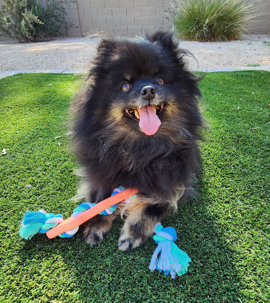 Chew, Tug, Play – The Ultimate Rubber Bone Dog Toy for Endless Fun!